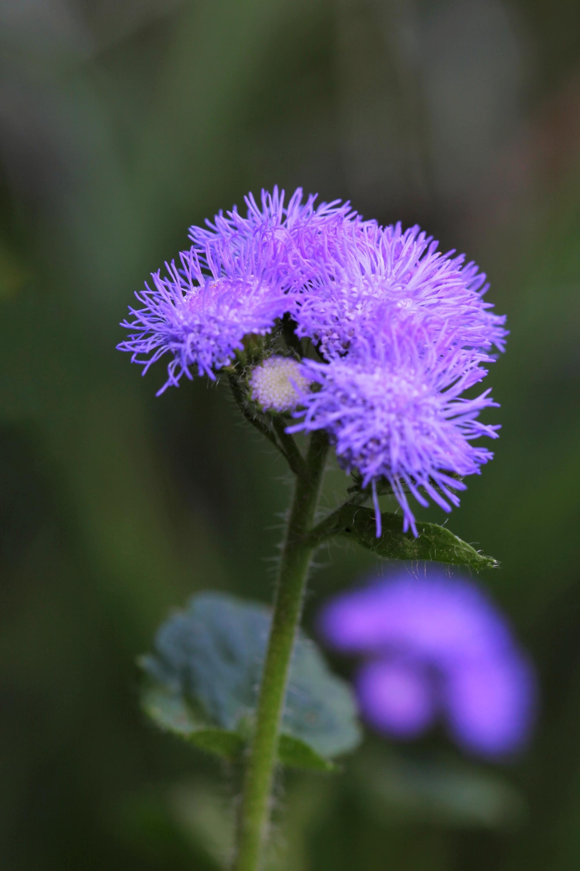 魅紫色的熊耳草