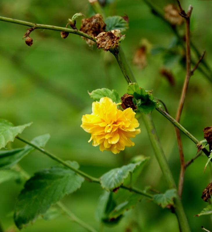 棣棠花帖(棣棠花名字由来)