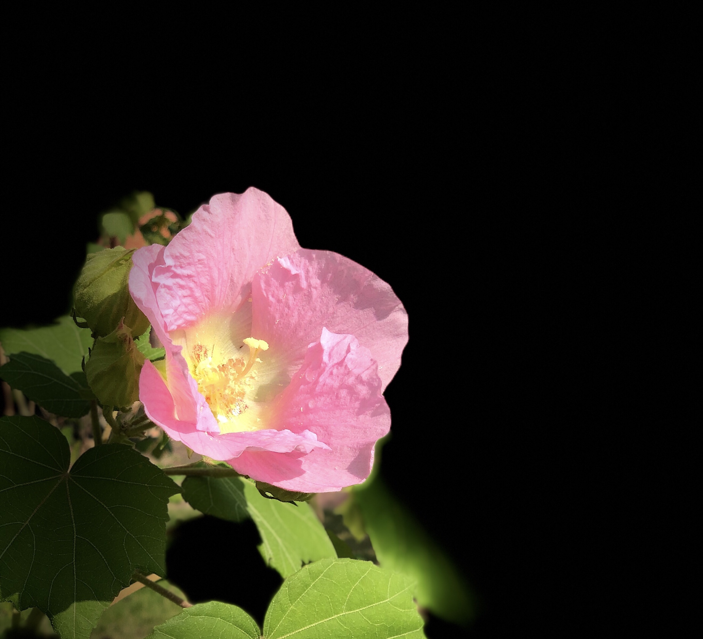 原创首发单瓣芙蓉花