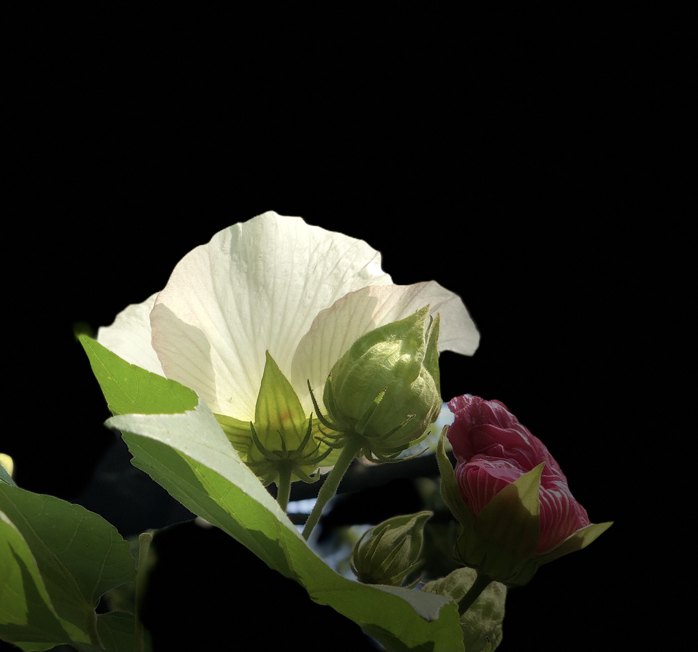 原创首发单瓣芙蓉花