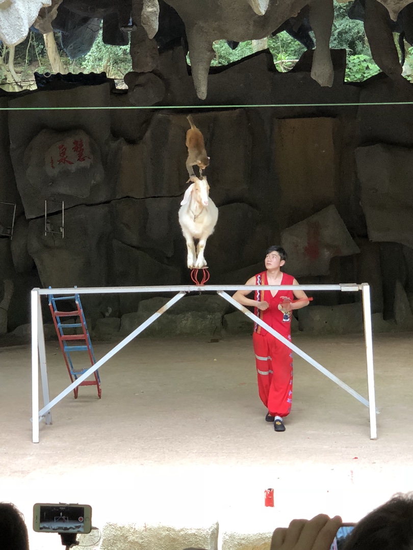 猴子骑羊玩花活,哈哈!