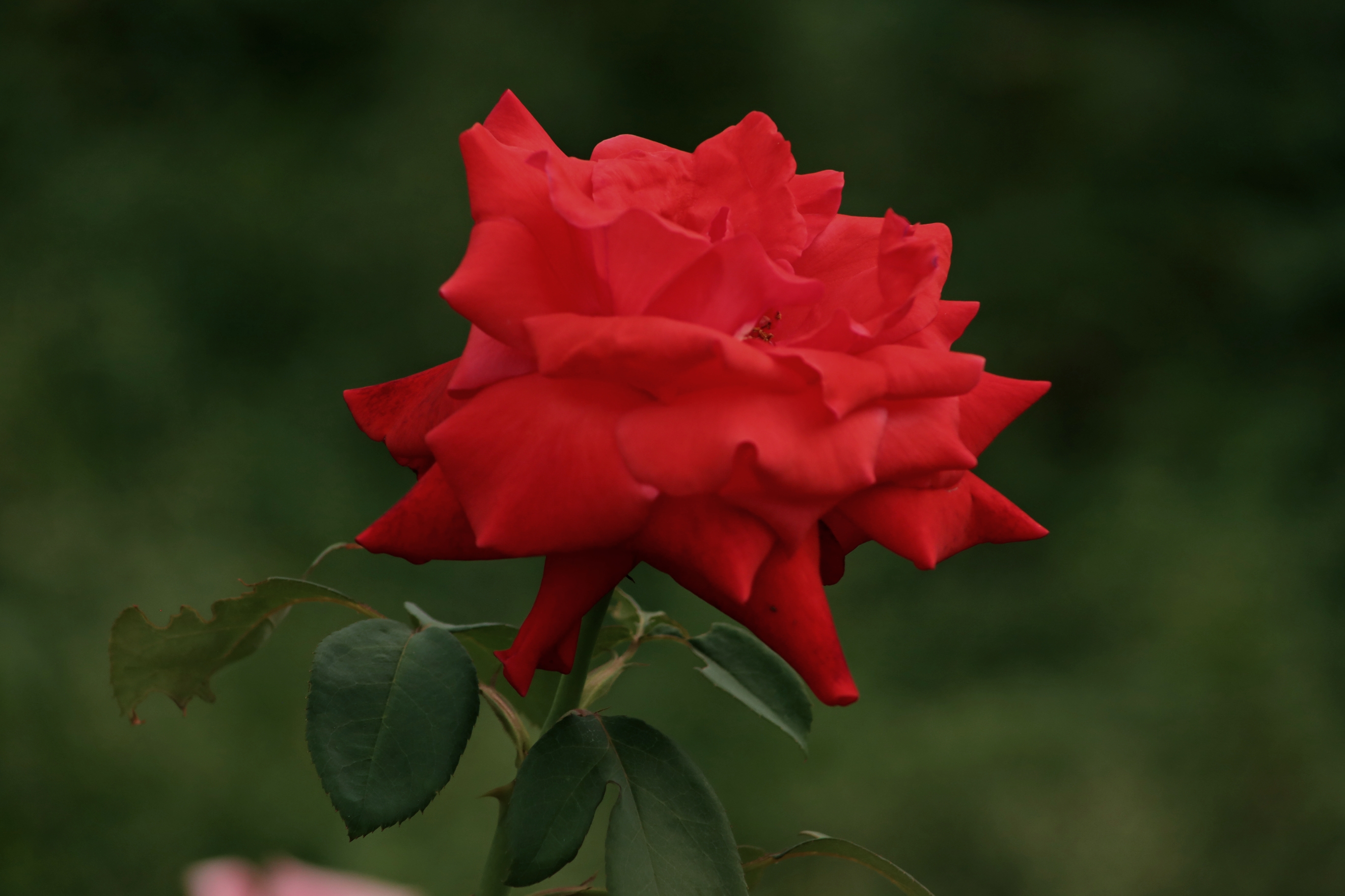 红玫瑰献给最可爱的人——庆祝中国人民解放军建军93周年!