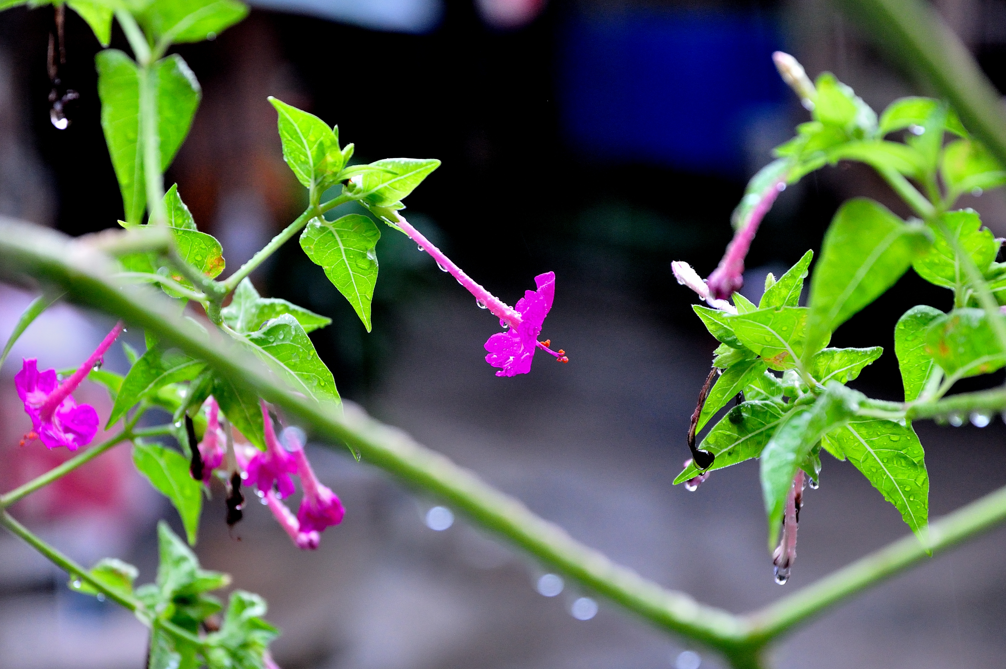 窗外雨中的紫茉莉