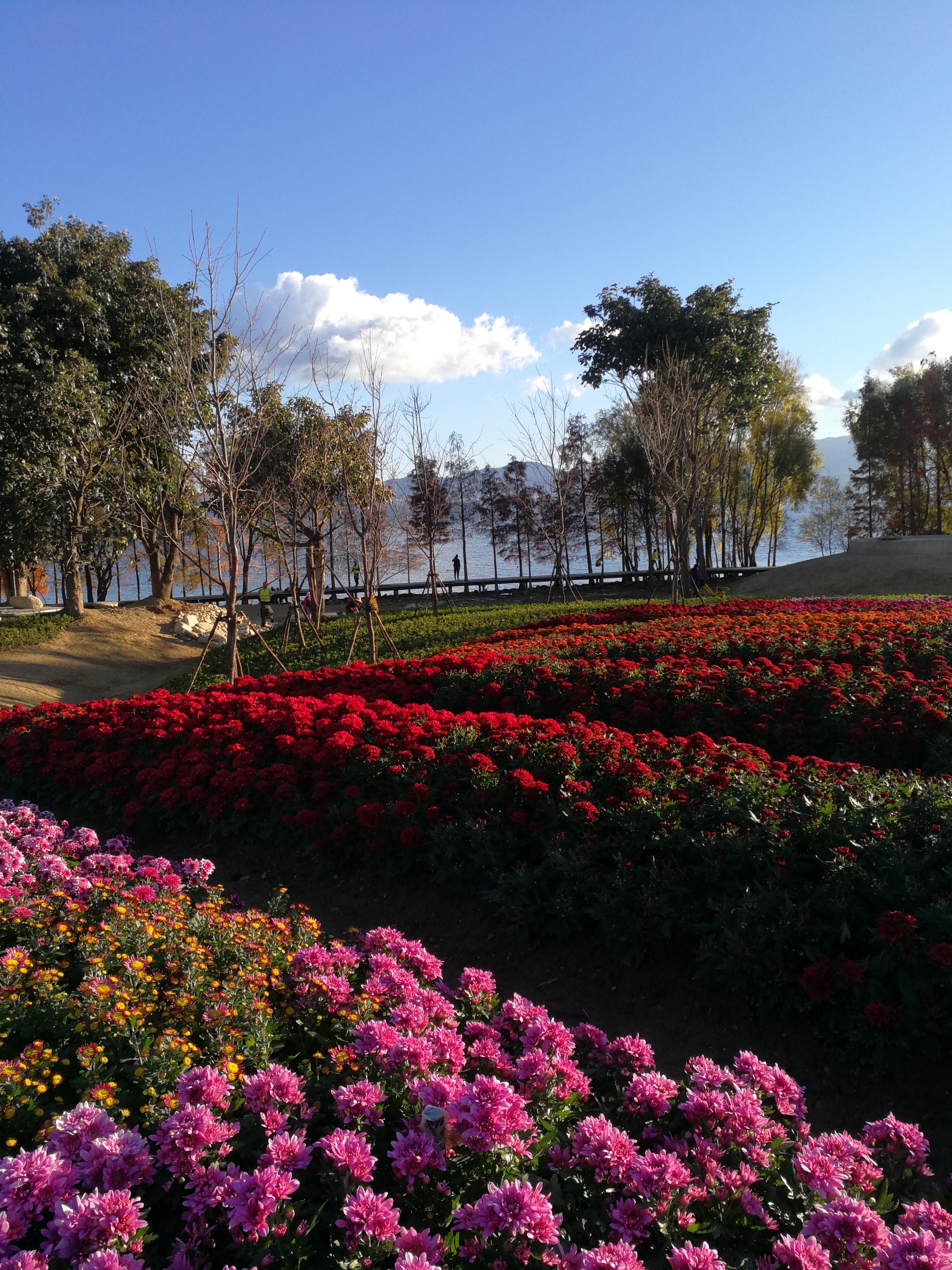 洱海边的花阡陌