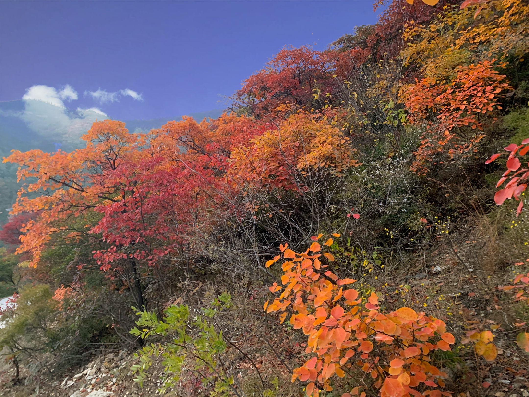 博山红叶柿岩