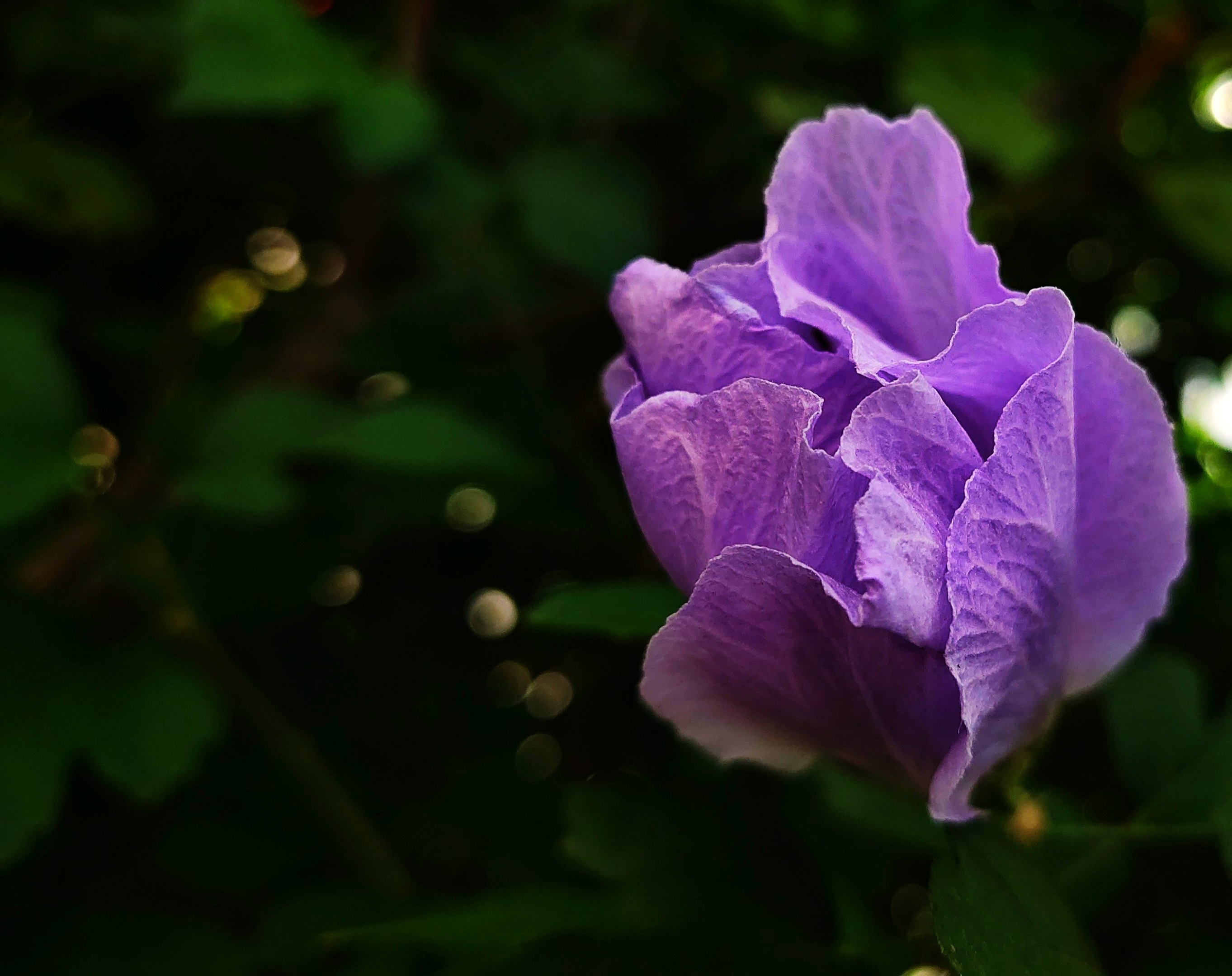首发秋日木槿花