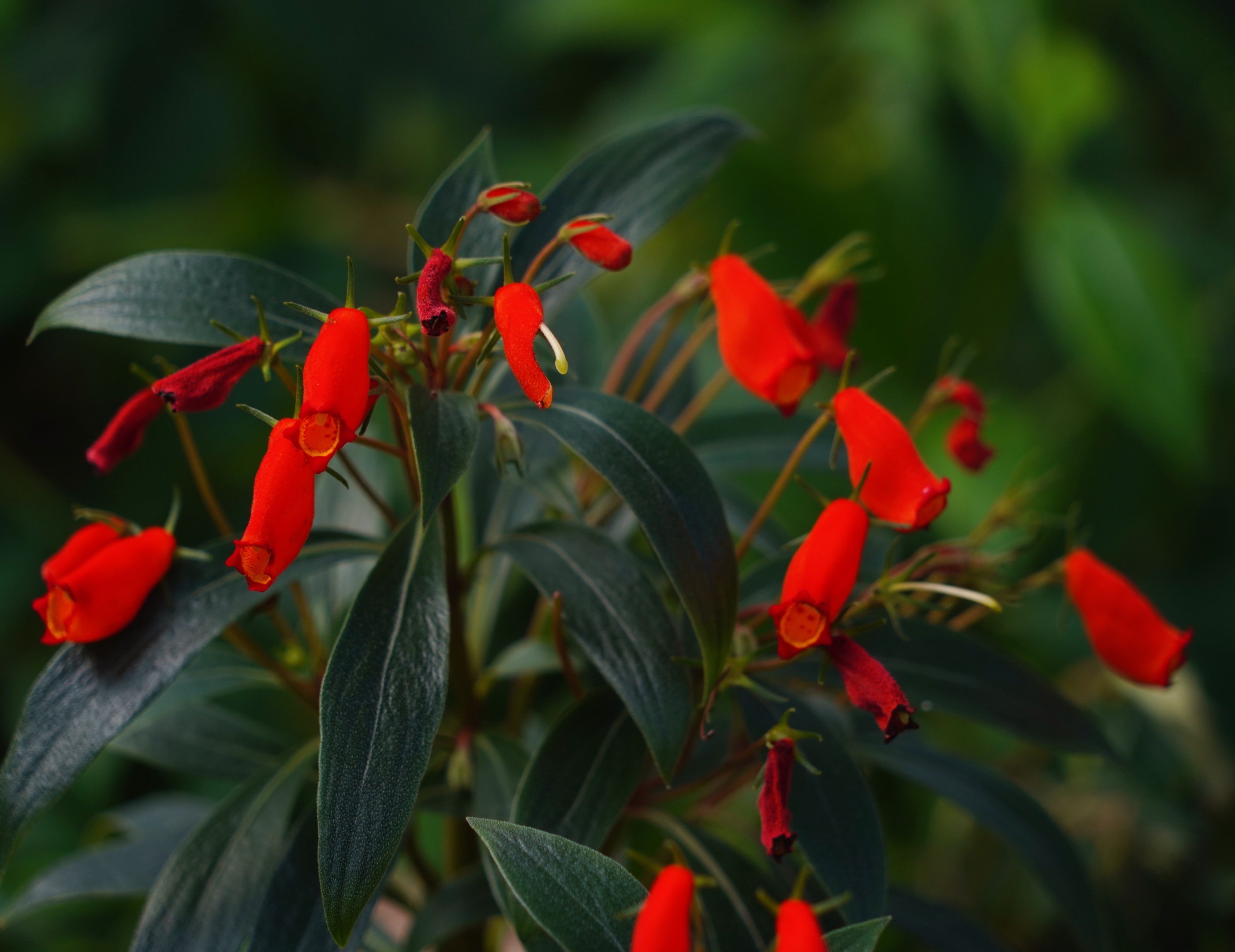 风和日丽【美摄视界】:【原创首发】小岩桐 - vv