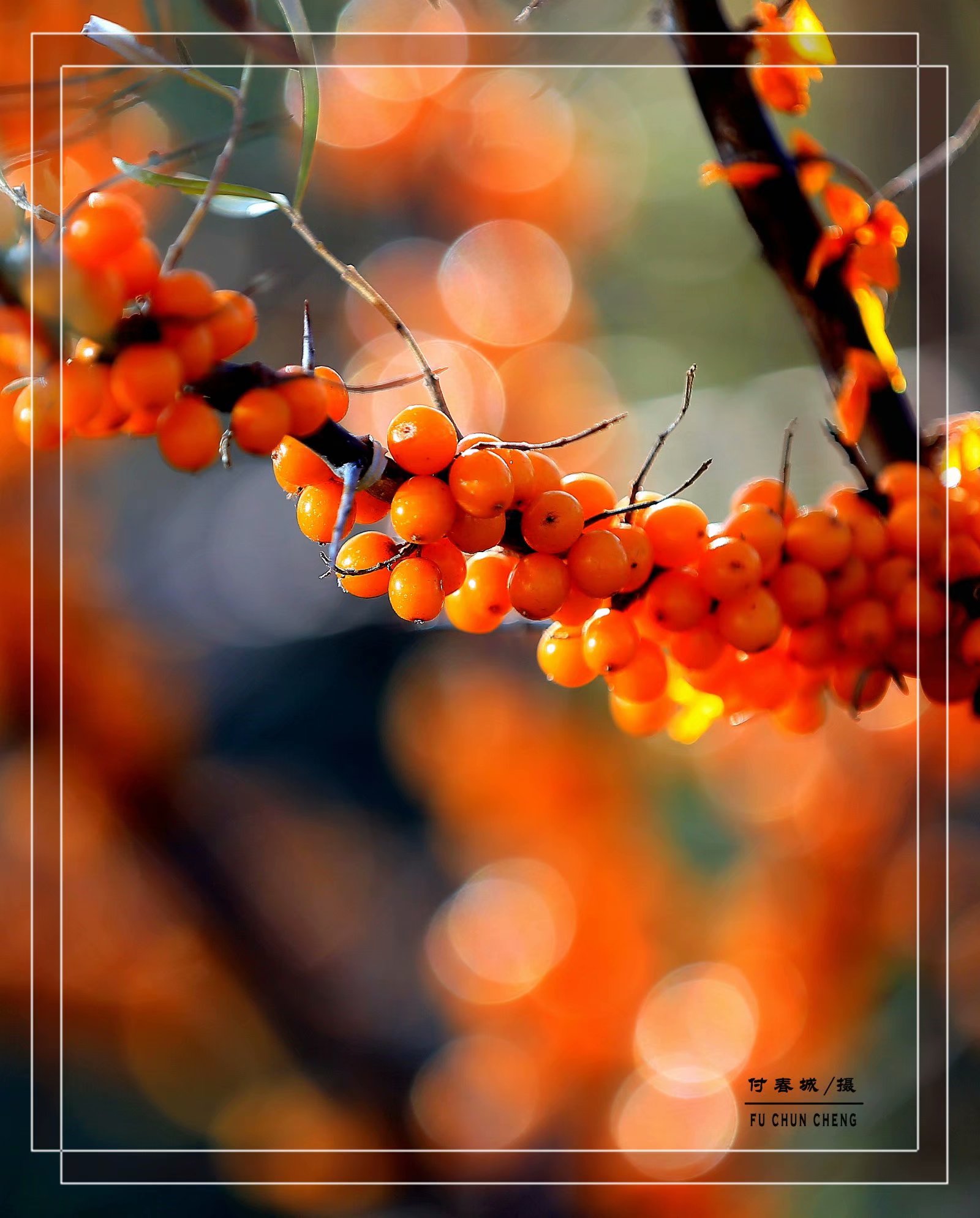 (原创首发)玲珑剔透的沙棘果