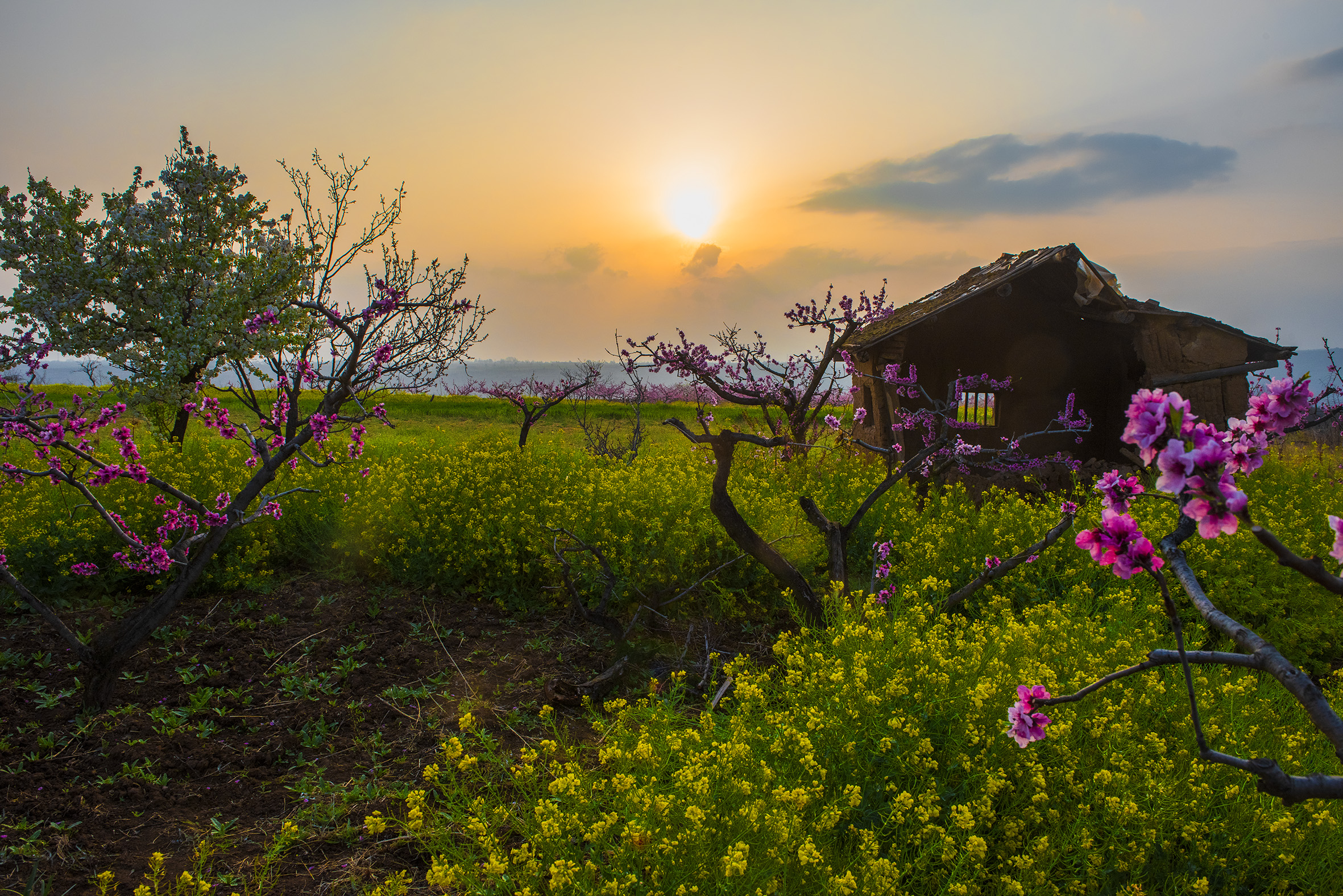 春风三月花如海,开遍陕塬桃李花