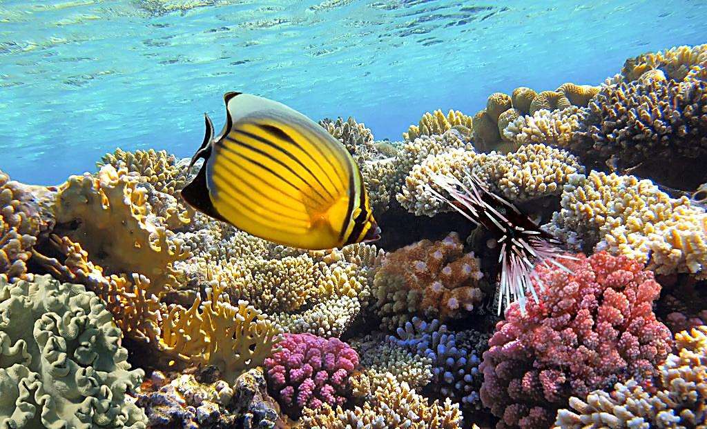 美丽可爱的大海的主人:多彩多姿的鱼儿们!