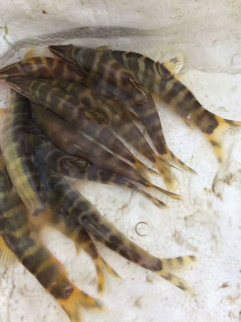 環洲河鮮野生魚系列