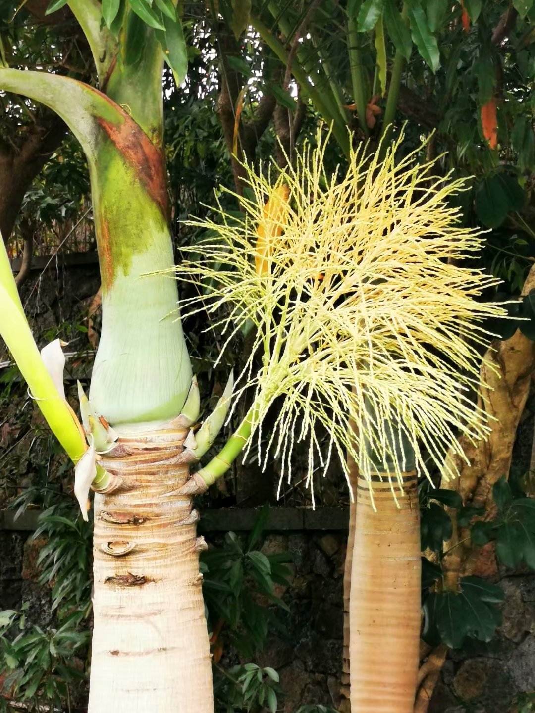 玛玎【美摄视界】:【首发】棍棒椰子 - vv