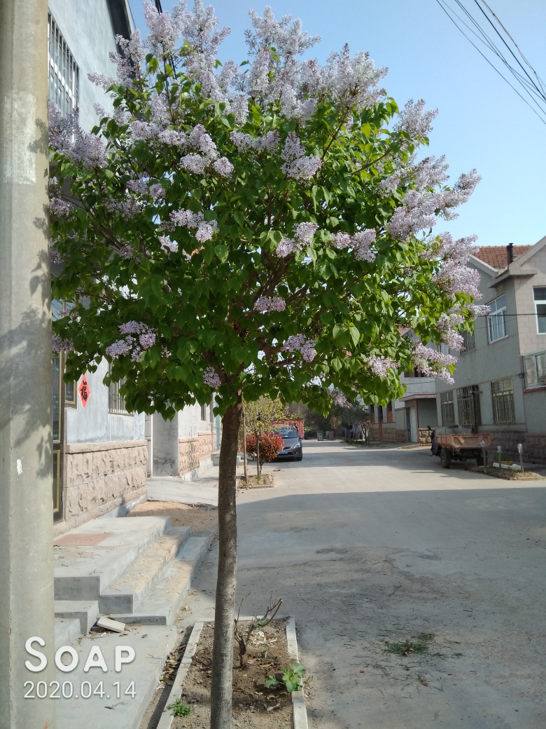 公丁香树照片图片