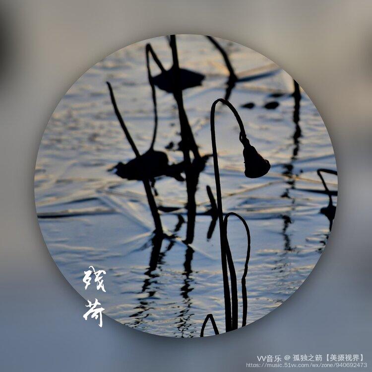 孤独之箭美摄视界用镜头寻找美第14期vv藕断丝连残荷
