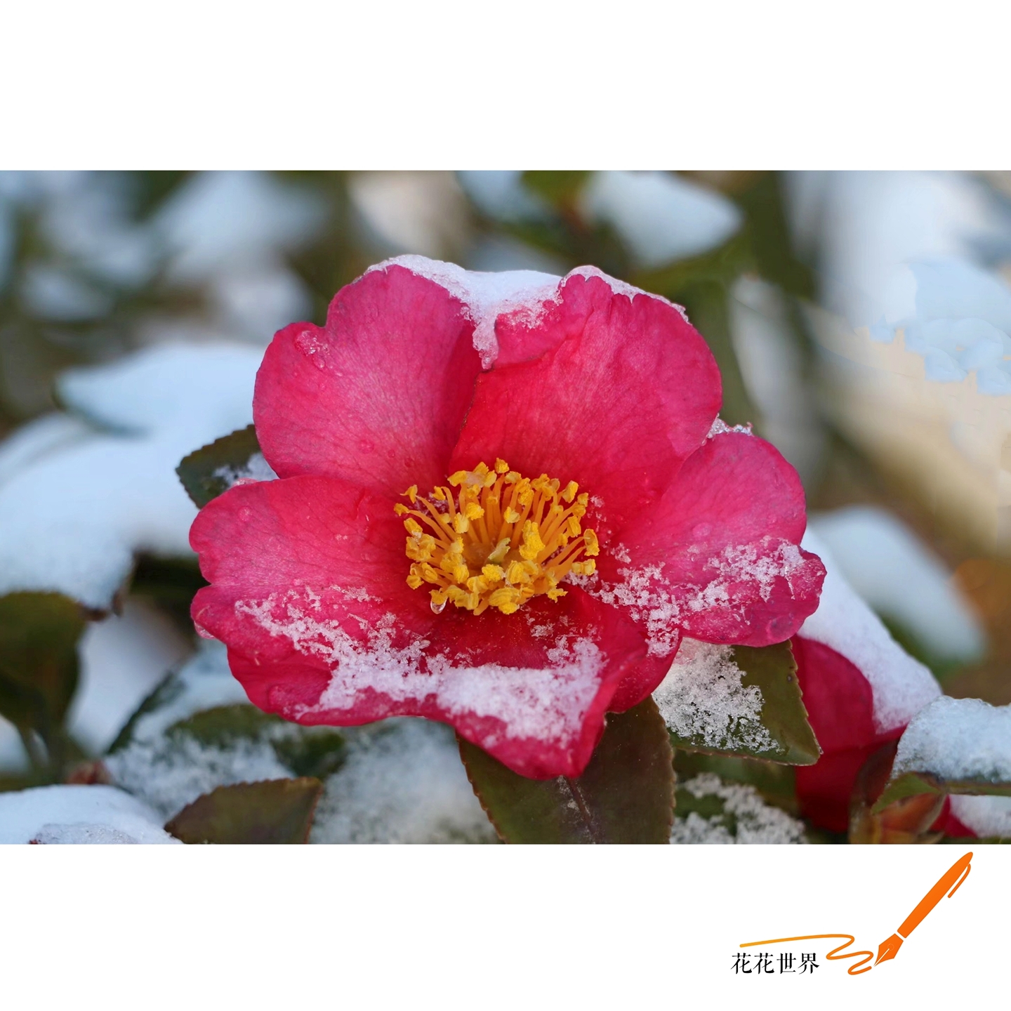 78飘雪*7819冬天73【爱花家园】:雪中的茶花 【原创首发】