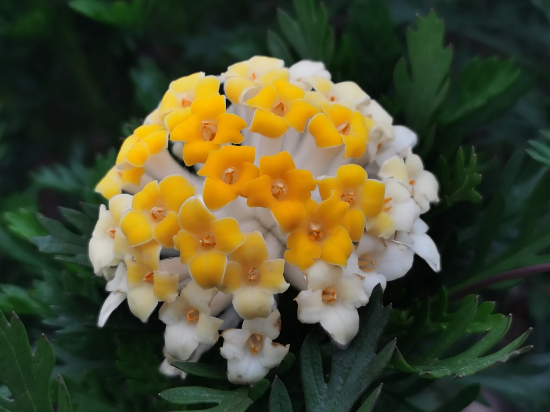 西窗剪烛诗词合集第十二集结香花迎春花原创首发