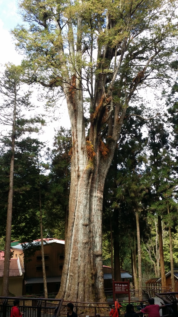 这是两千三百年的桧木.