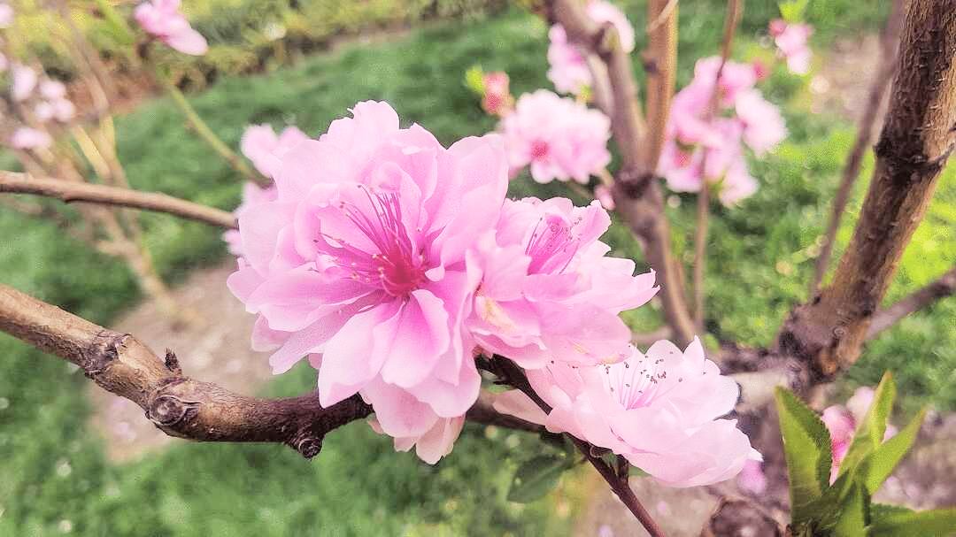 【相見歡桃花夢】