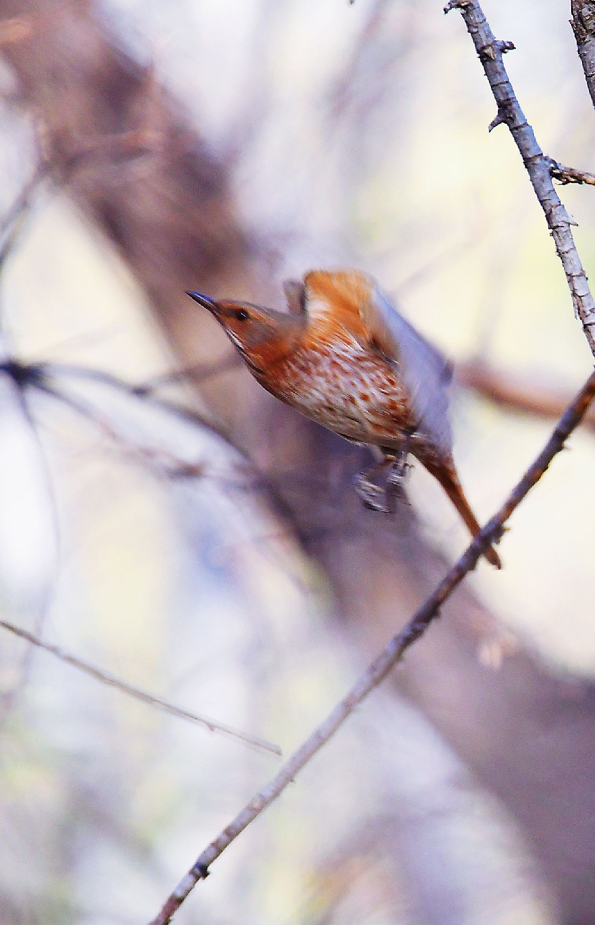鸟的趣事一红尾鸫