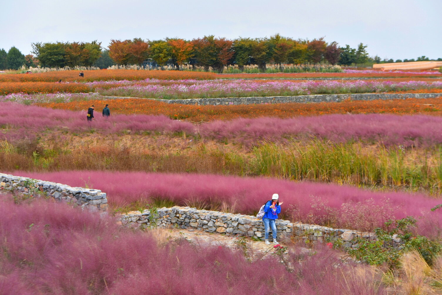 三台山衲田花海有诗有画有故事【江海】