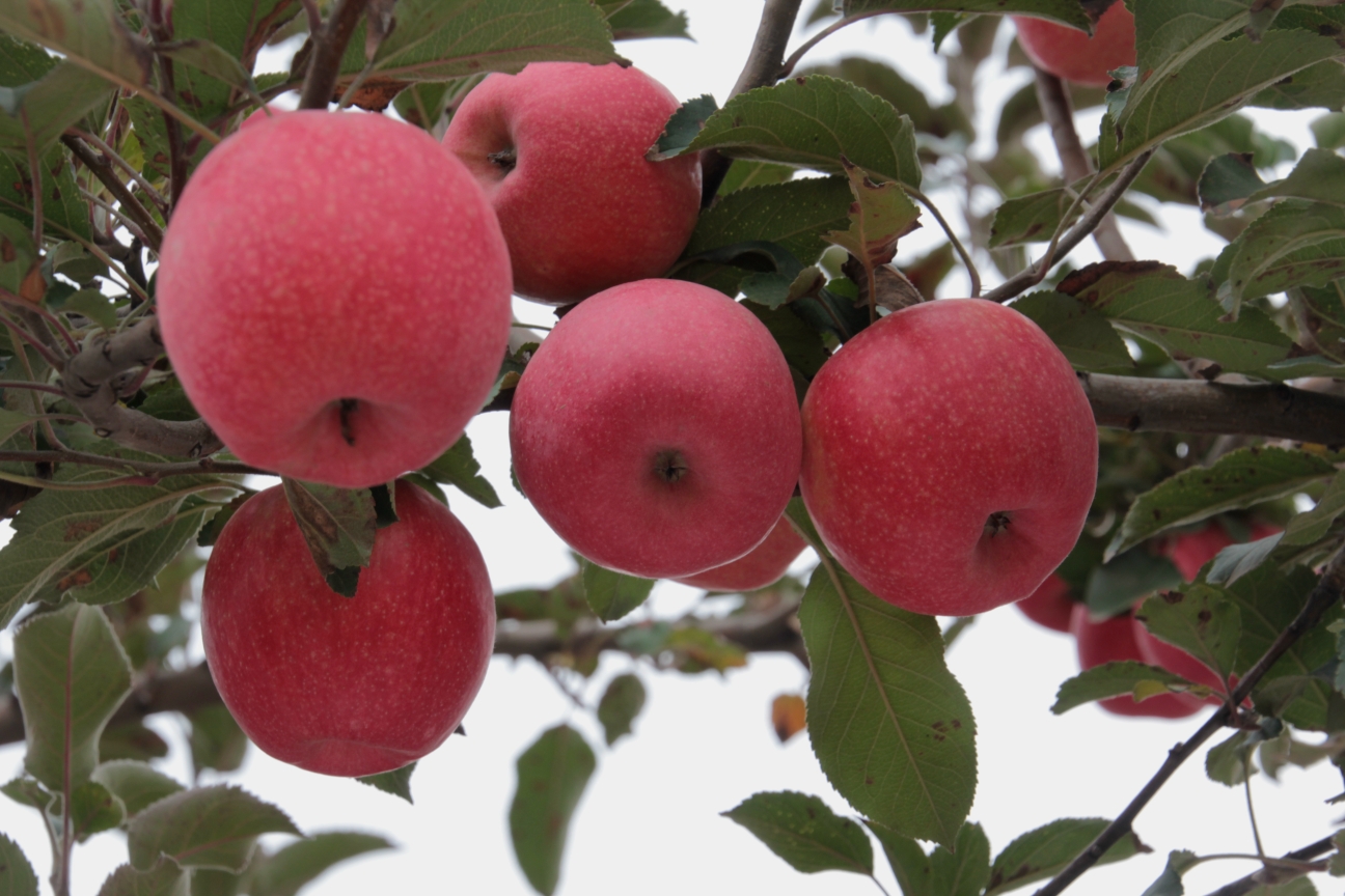 为富平的苹果产业点赞