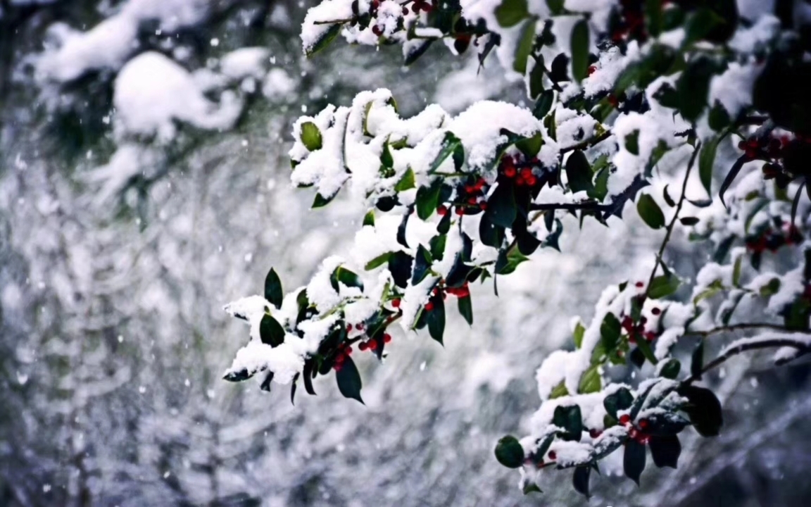 綠色情緣雪冬寄語