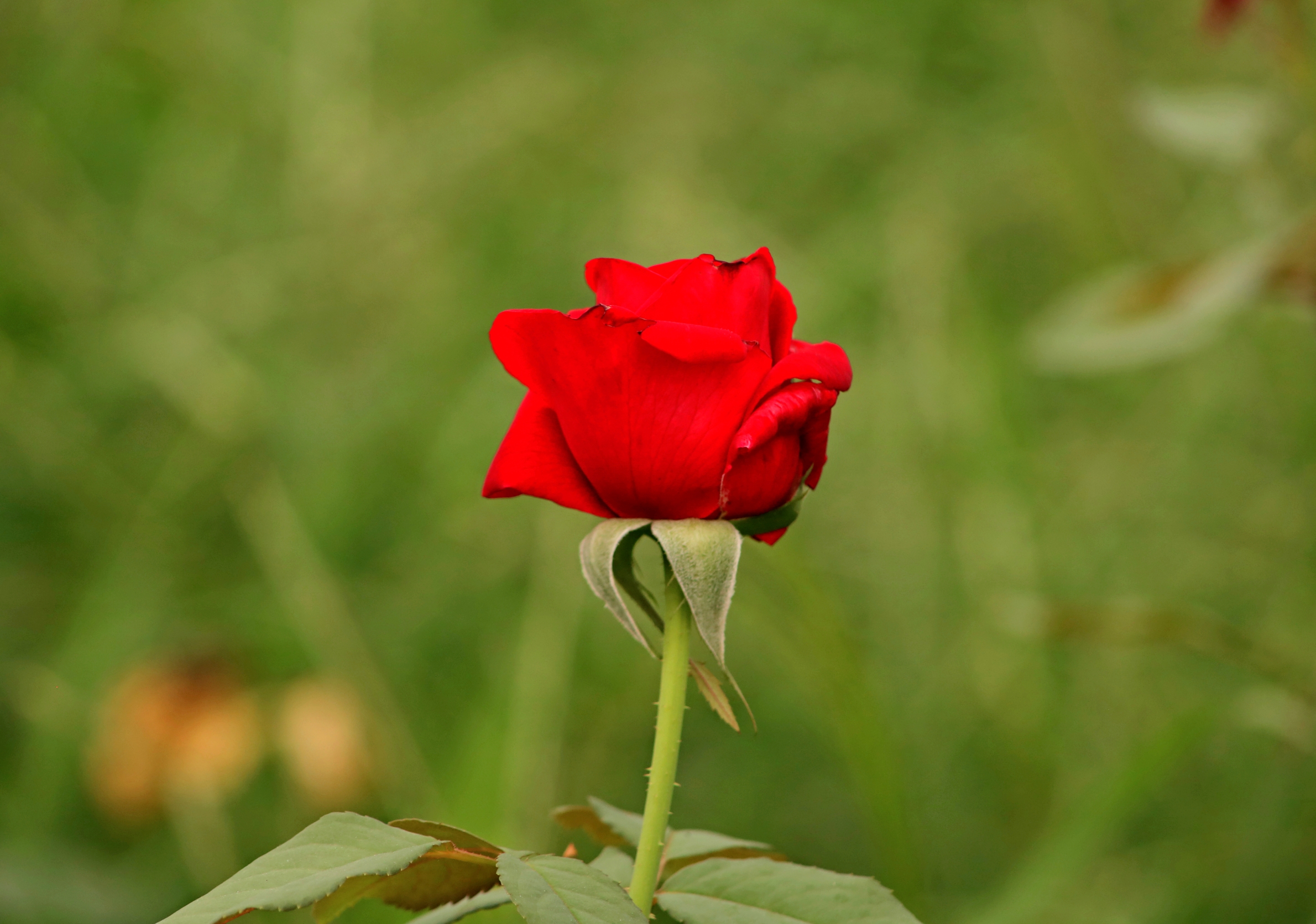 红玫瑰献给最可爱的人——庆祝中国人民解放军建军93周年!