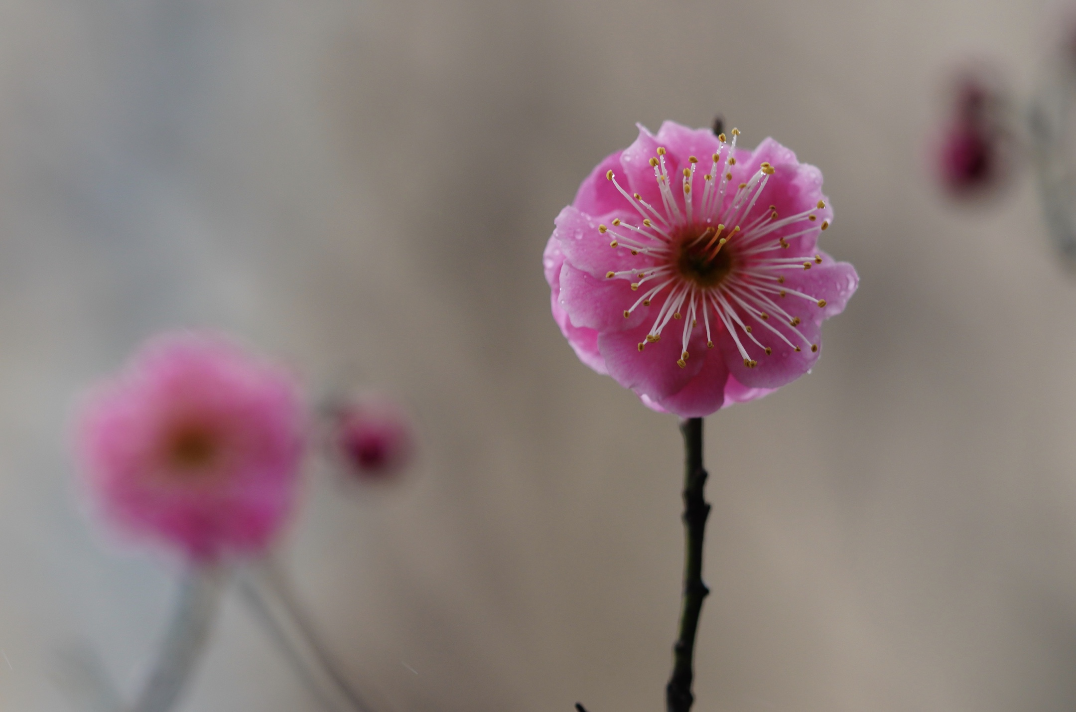 冰姿玉骨清香来