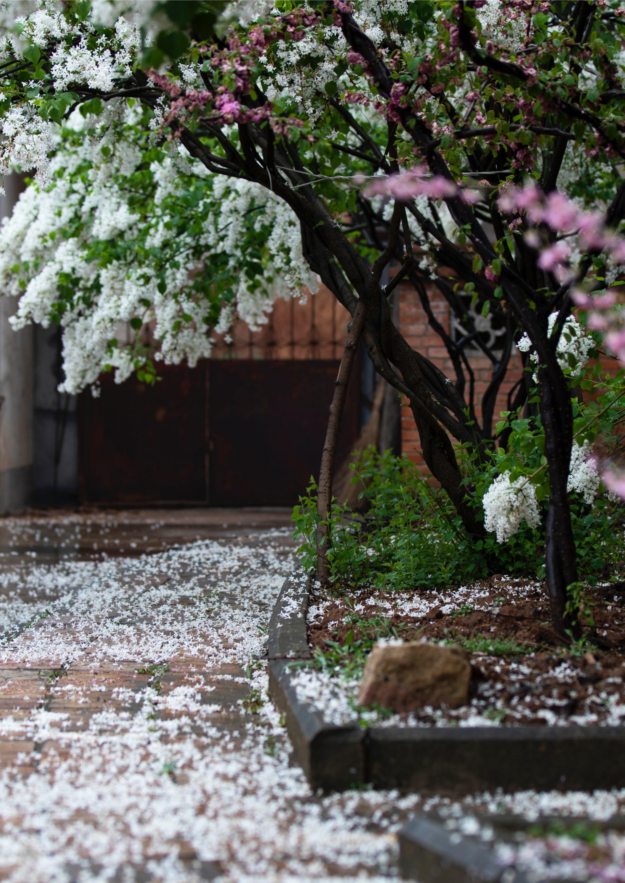 首发花开花落不由春人去人留我自求