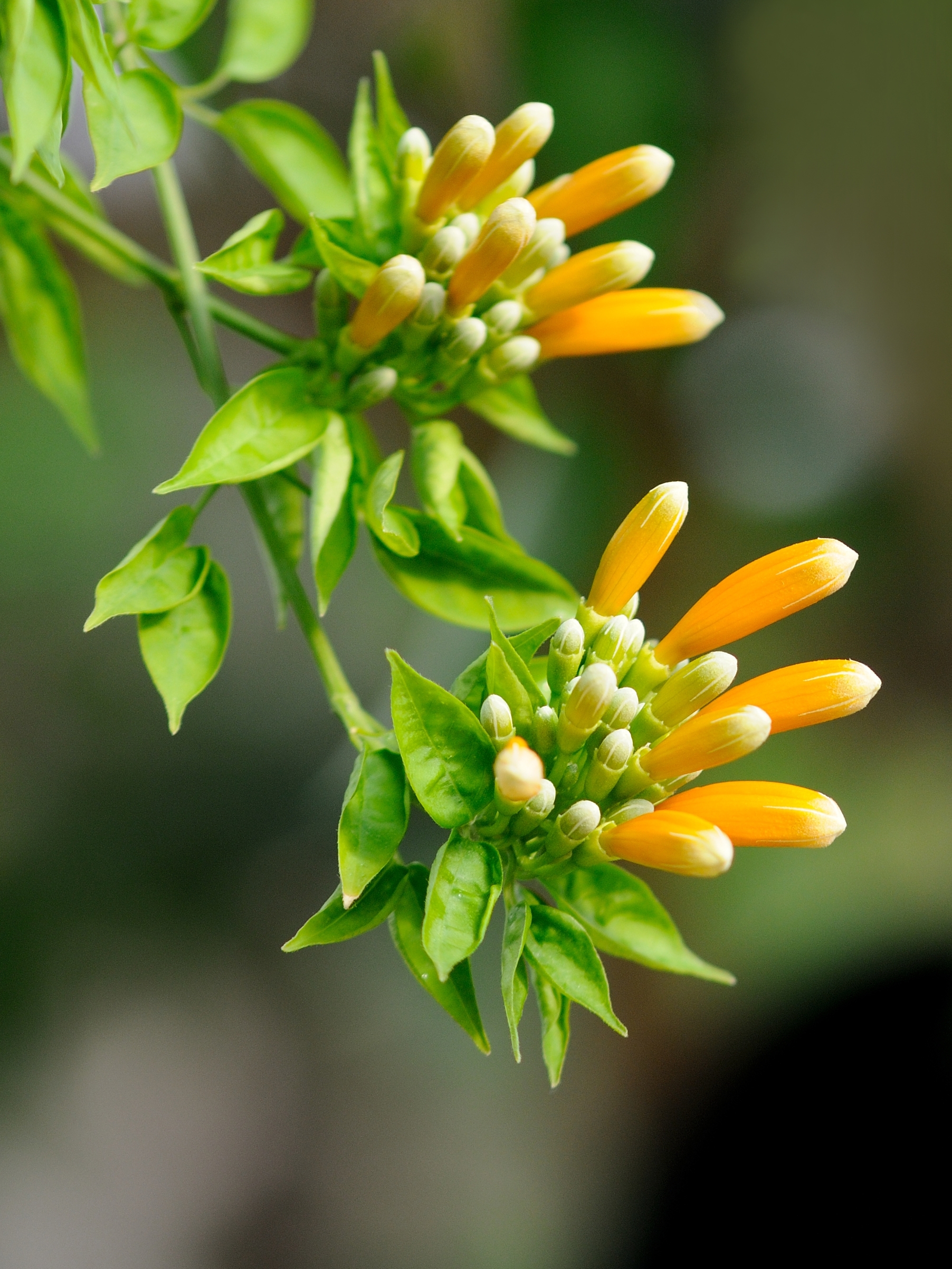 首发炮仗花