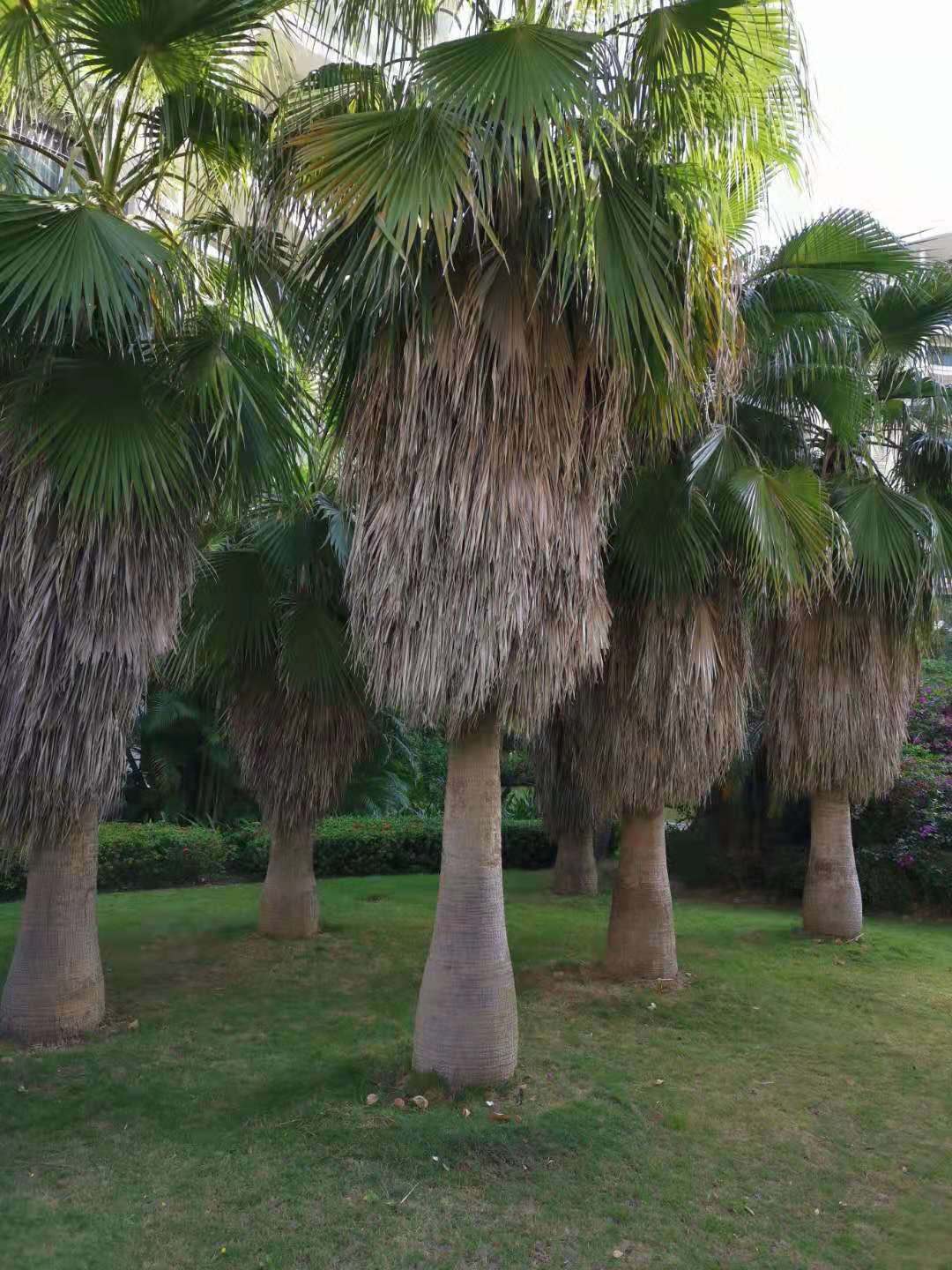 这些椰子树比较矮,但很漂亮