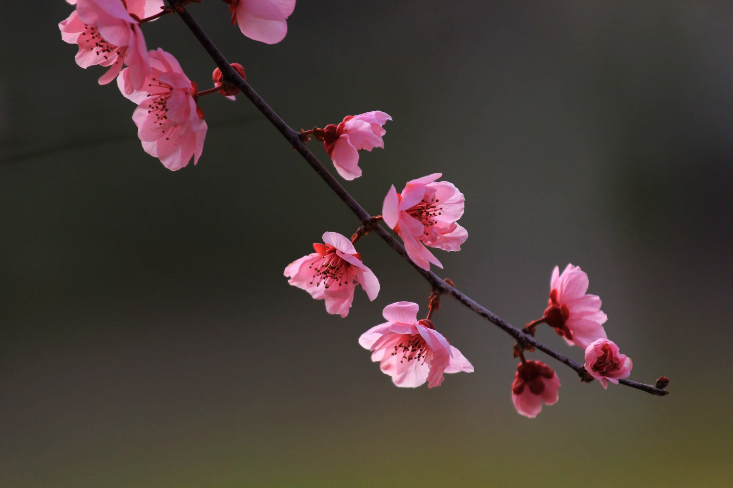 風吹花落奈何情深【首發】