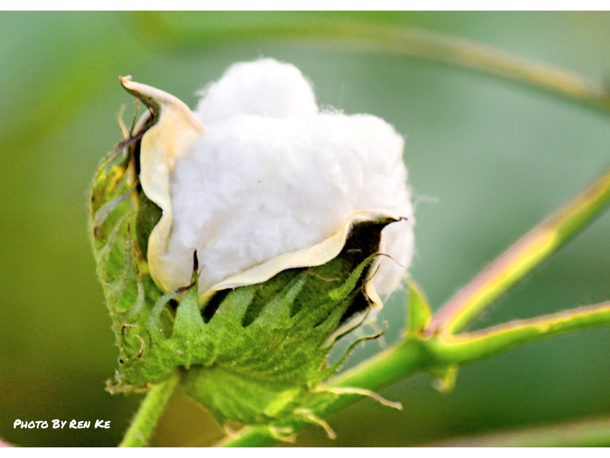 【首发】陆地棉