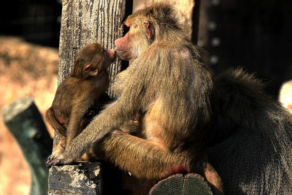 上海動物園猴媽媽親吻寶寶母子情深溫馨感人