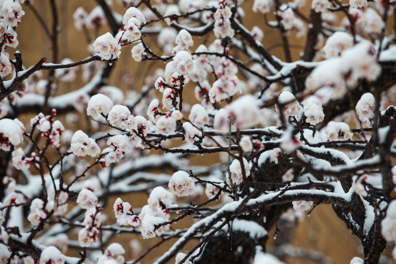 雪润杏花分外娇