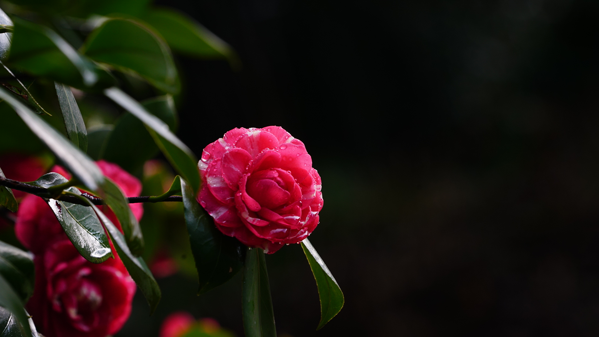 首发红红的山茶花