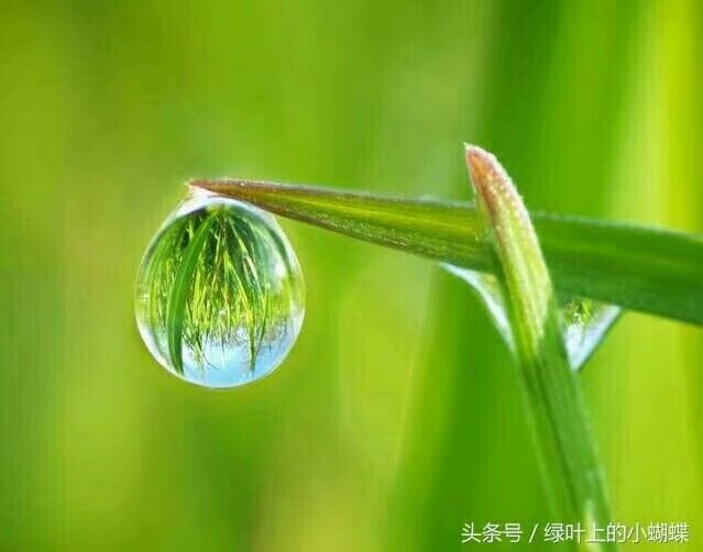 雨过幽凉景色新,珠圆玉润似甘霖