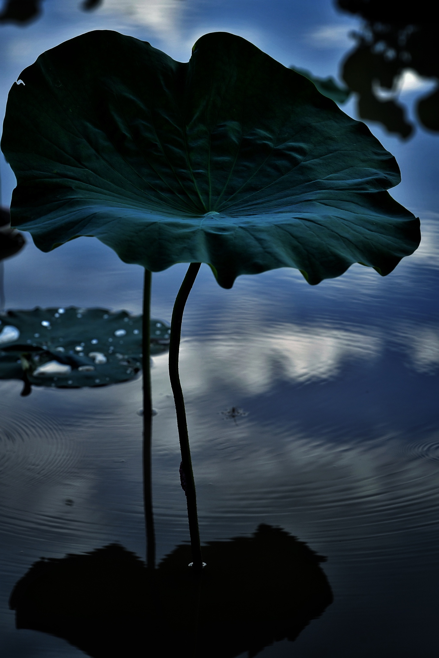 夏夜,独坐荷塘边,思绪很活.