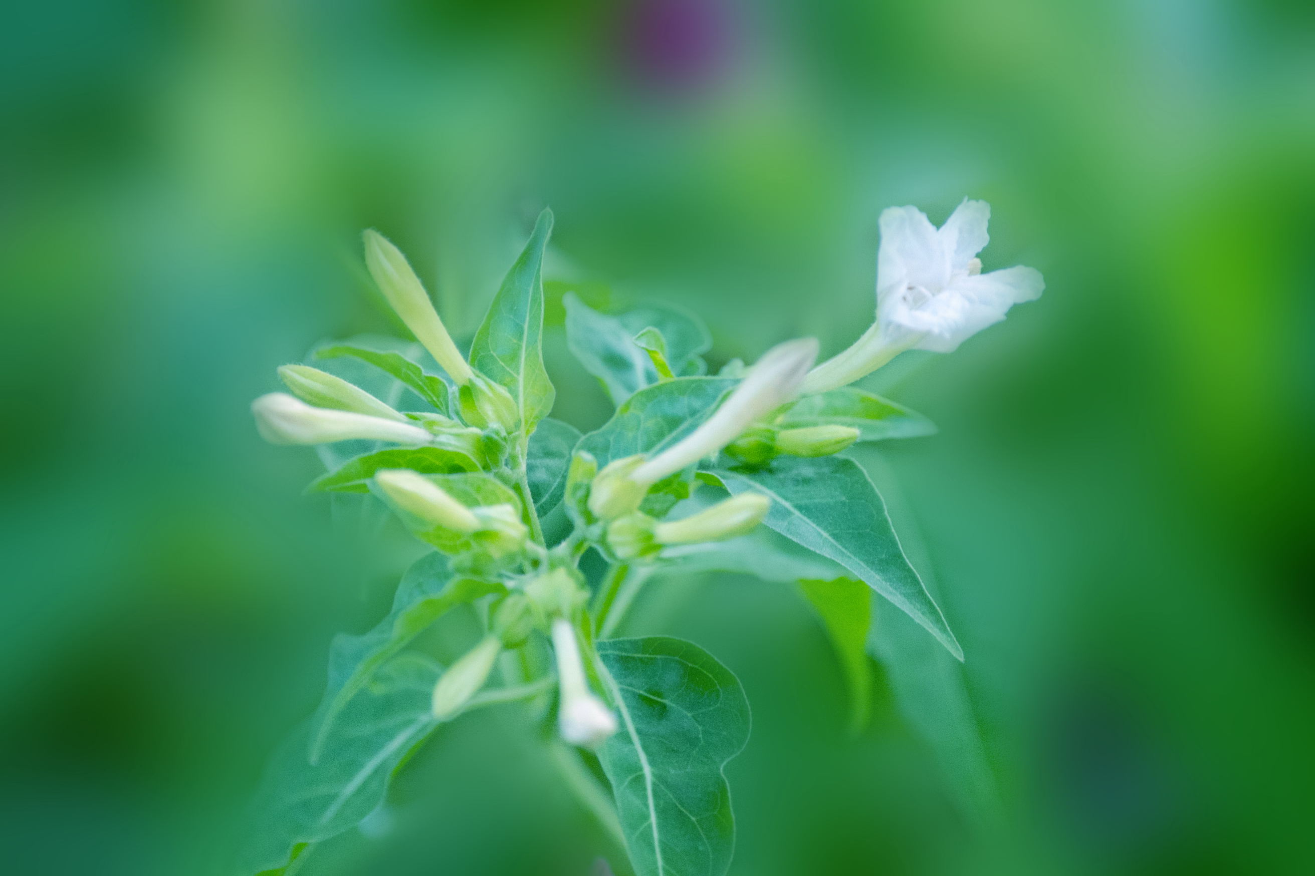白色紫茉莉(首发)