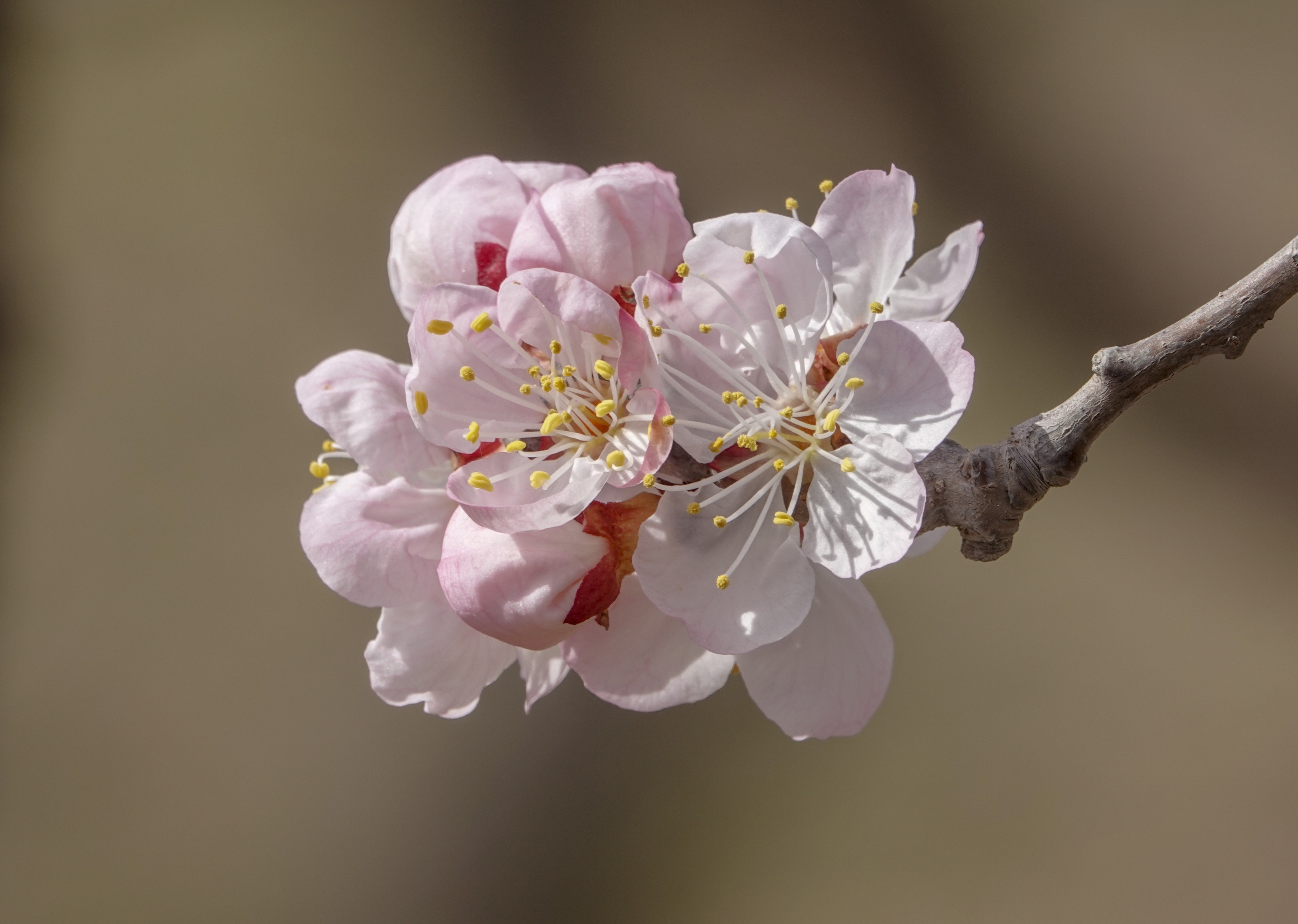 杏花,是杏属李亚科植物,先叶开放,花瓣白色或稍带红晕,是中国著名