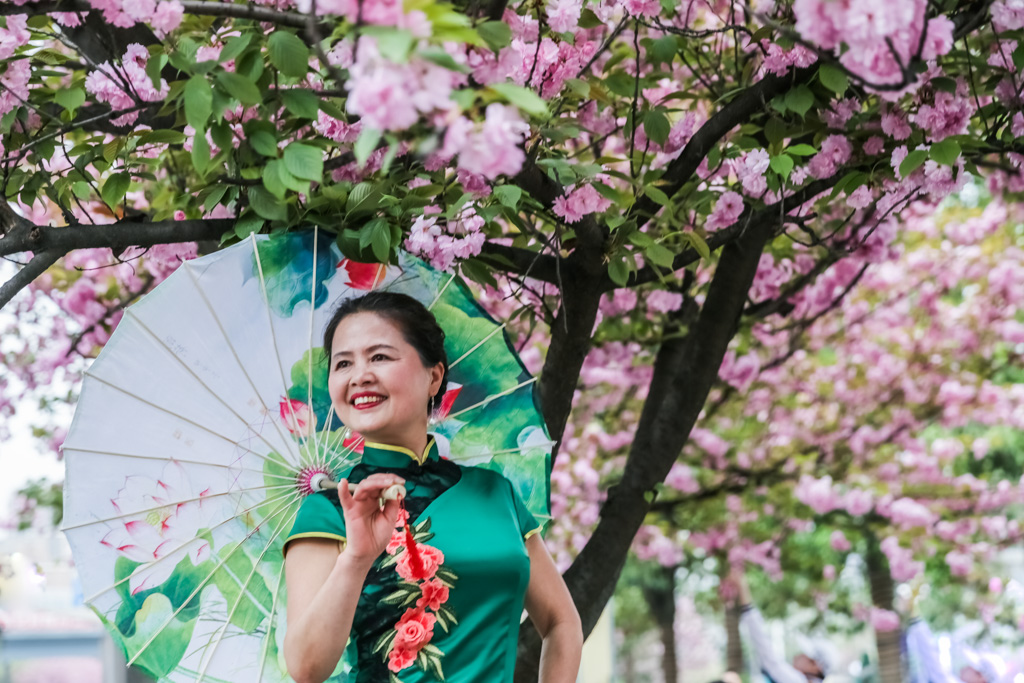 樱花旗袍秀