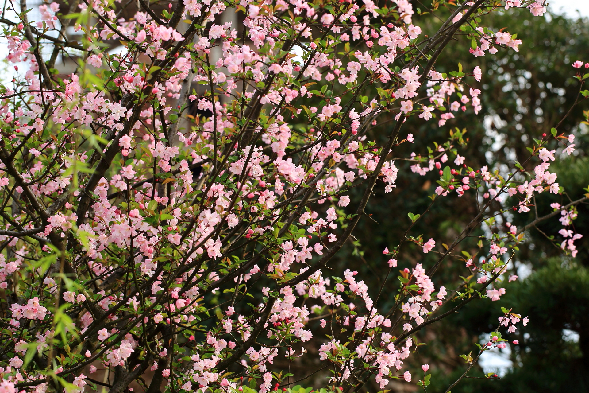 摄影随笔:春海棠的样子