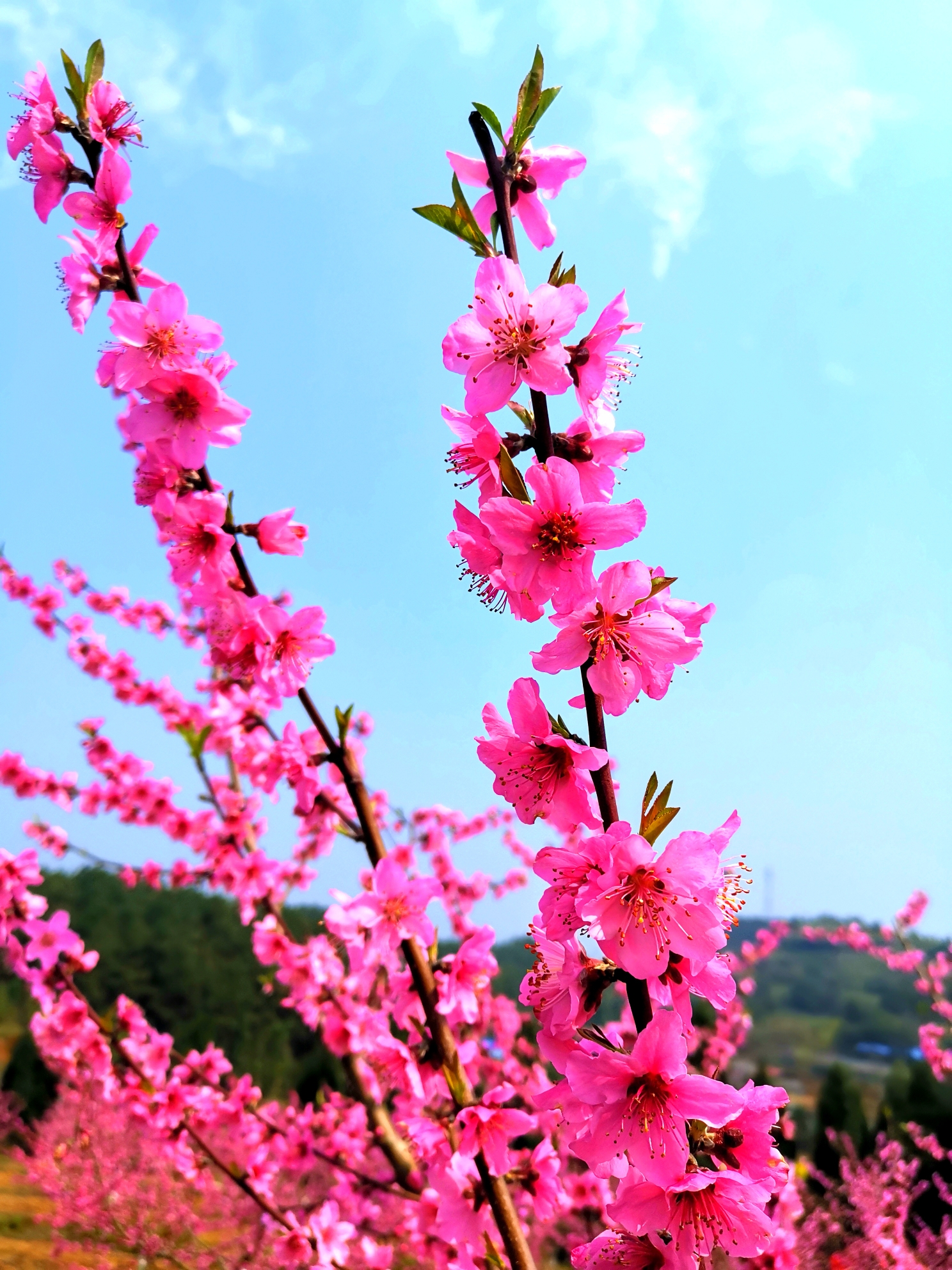 春风杨柳桃花图片图片