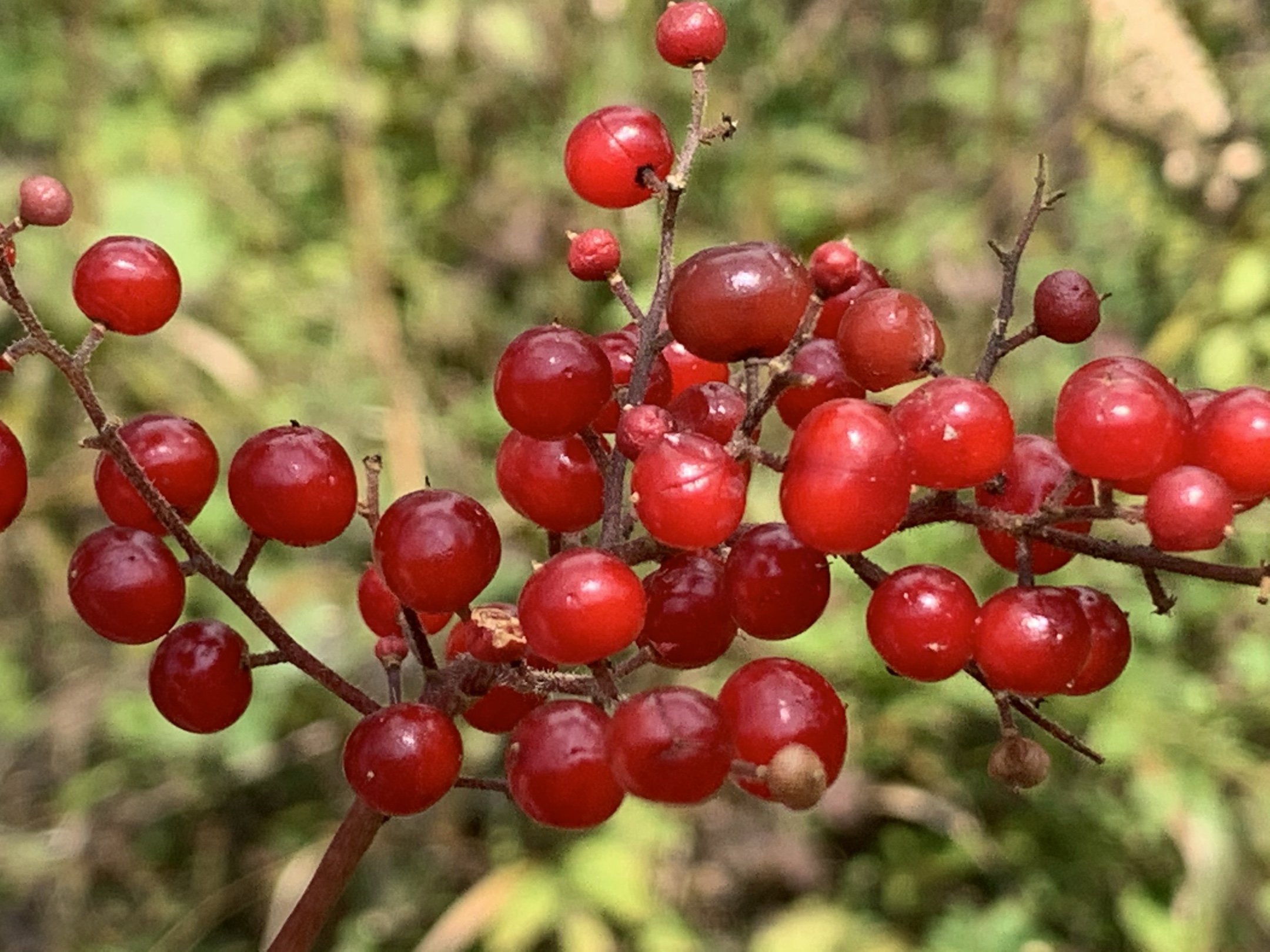又到岗山叶红时
