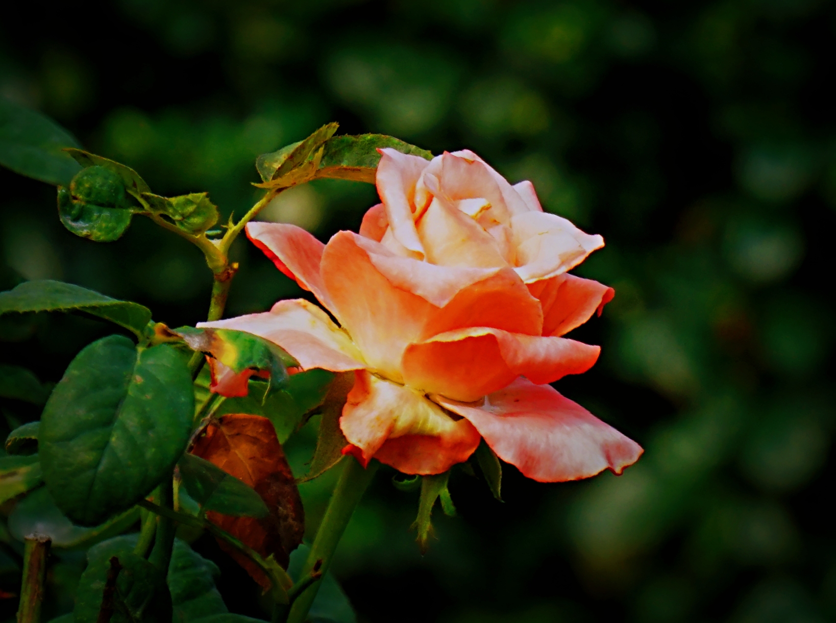 月季花月月红首发