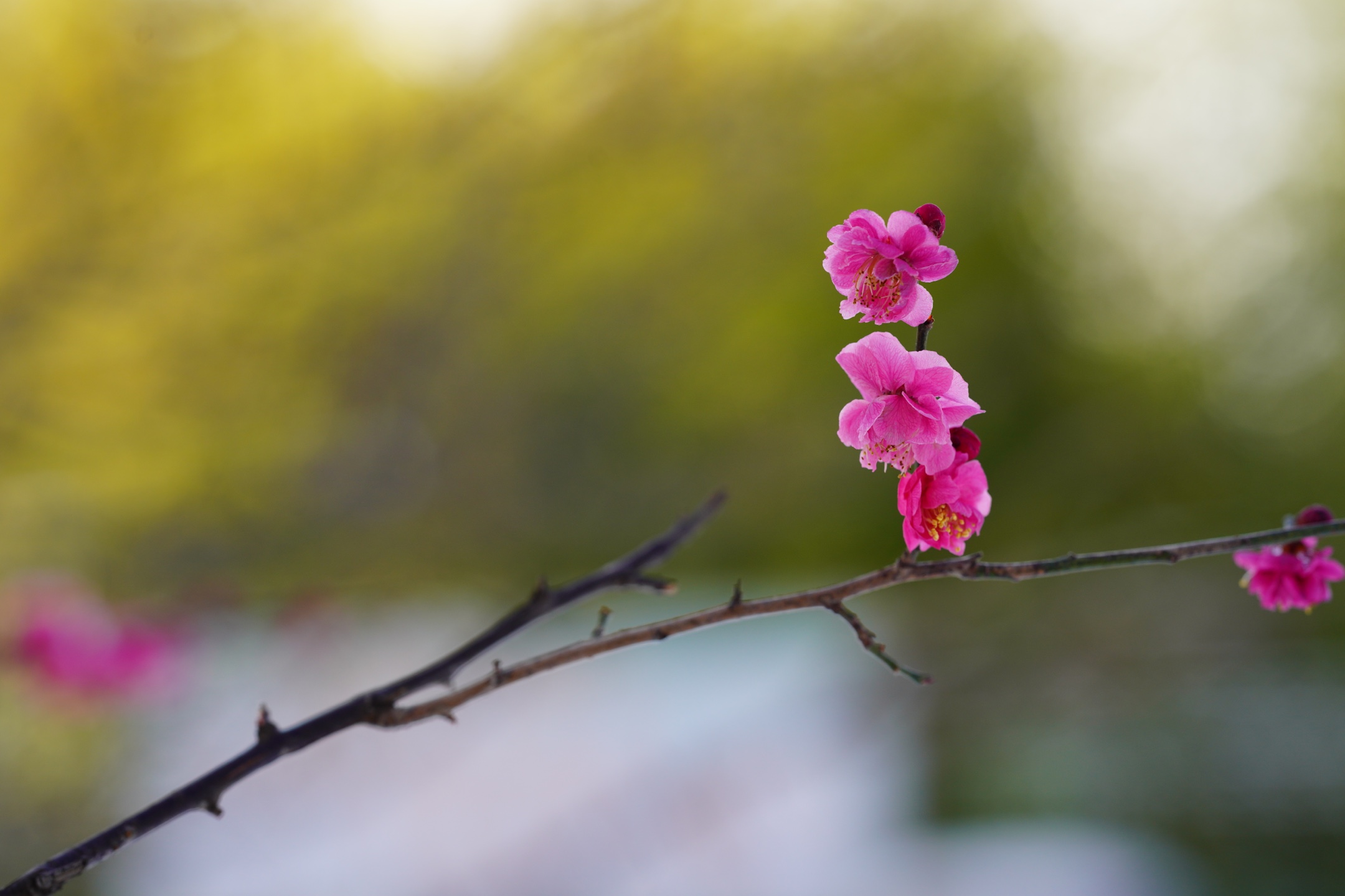 冰姿玉骨清香来