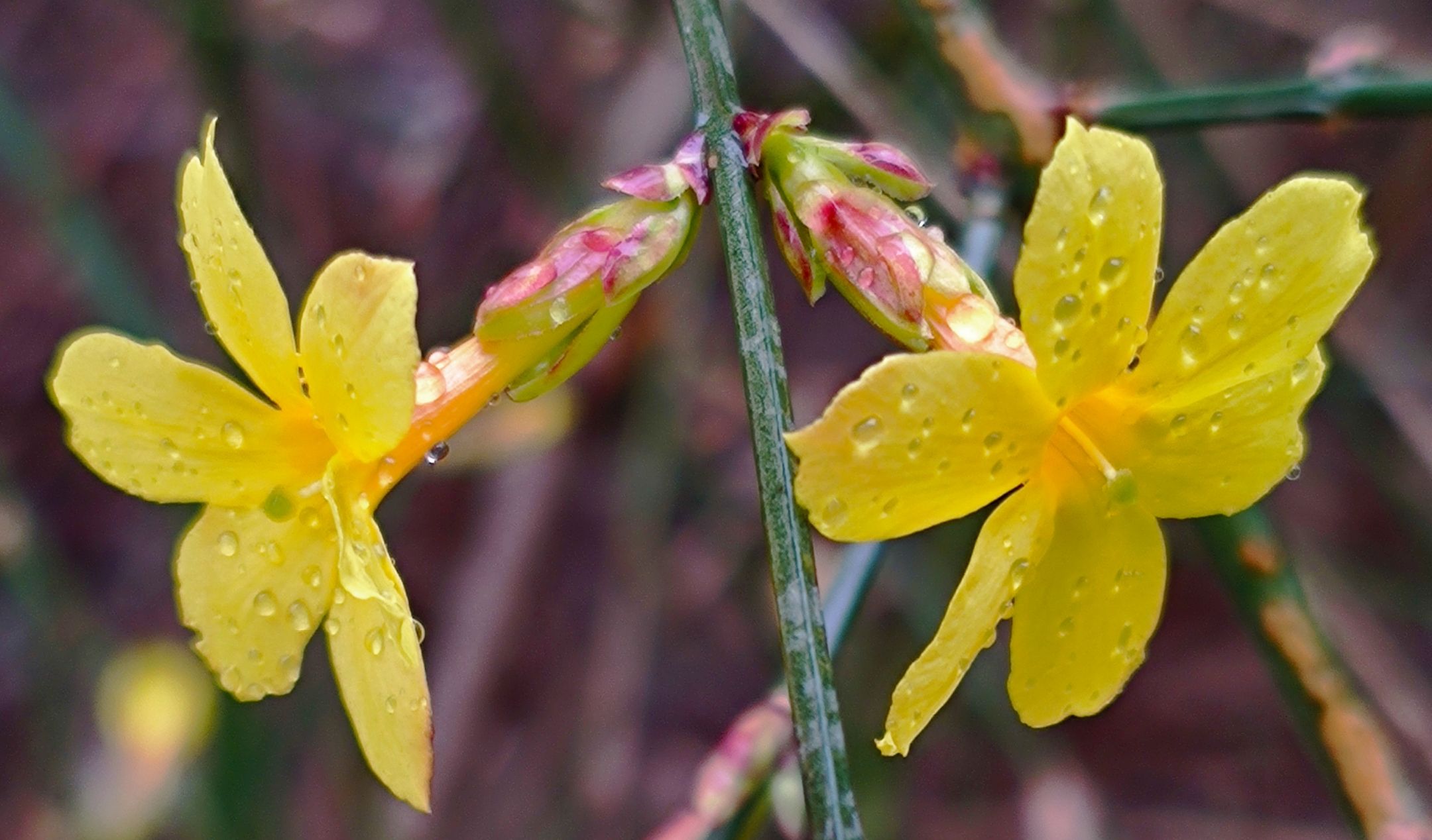 春雨滋润迎春花vv首发