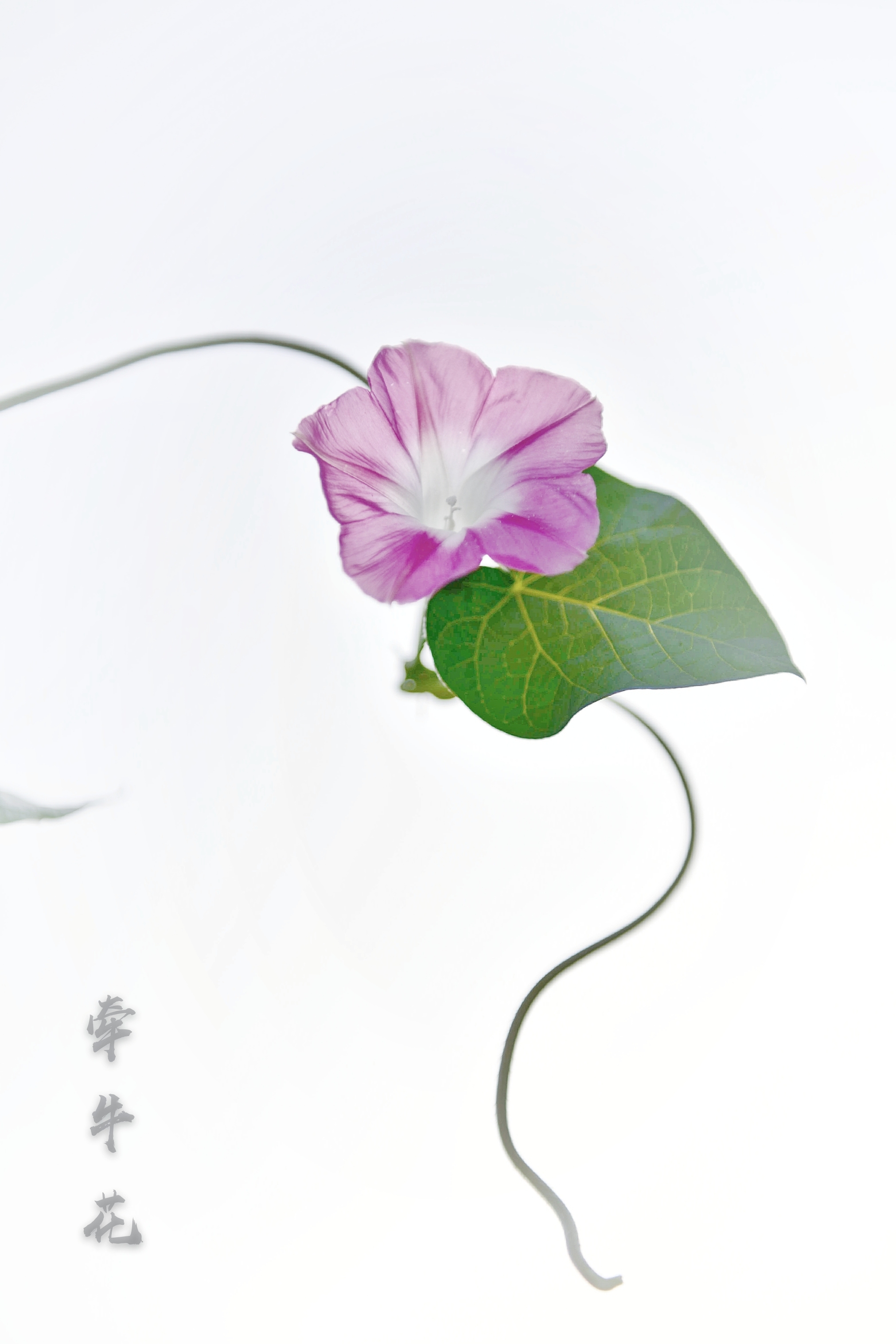 与众不同的美高调牵牛花原创首发