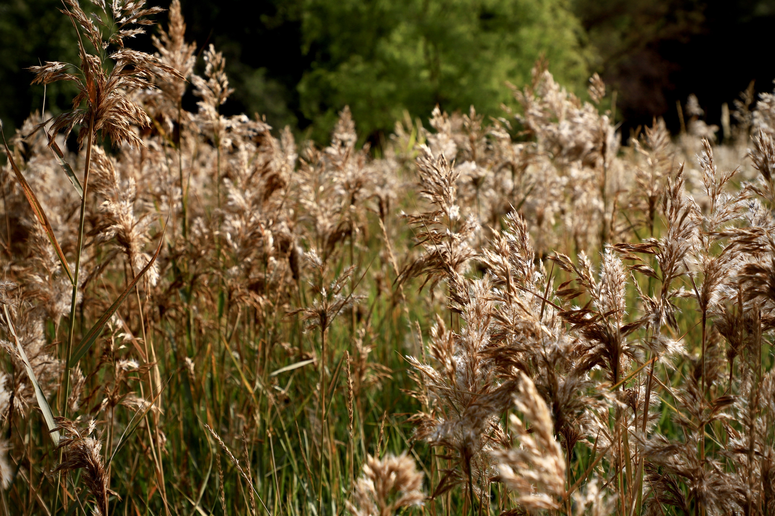 秋叶红秋草黄(vv首发)