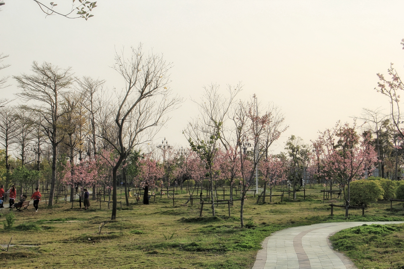 樱花与爱情 (泉州海丝樱花园拍摄花絮)